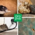 Lijepe životinje? Svu štetu miševa i štakora u zemlji i u kući